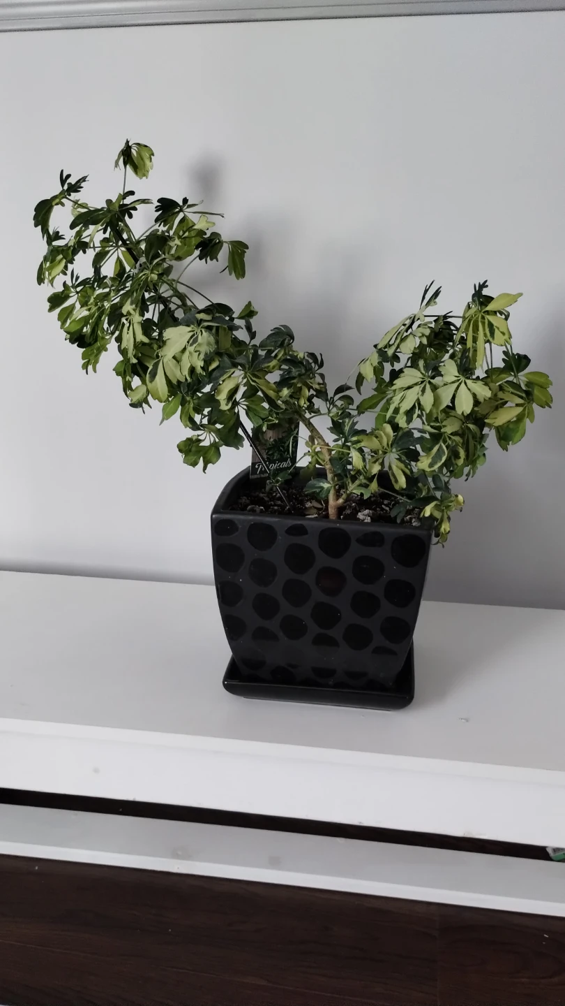 Variegated Schefflera Plant in Ceramic Pot