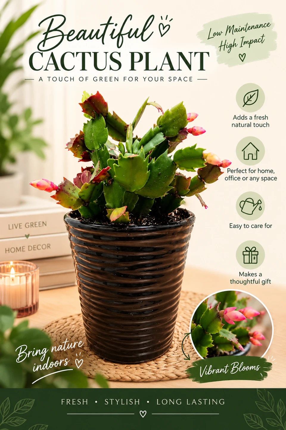 🪴Multiple Colored Christmas Cactus Plant in Ceramic Pot🪴
