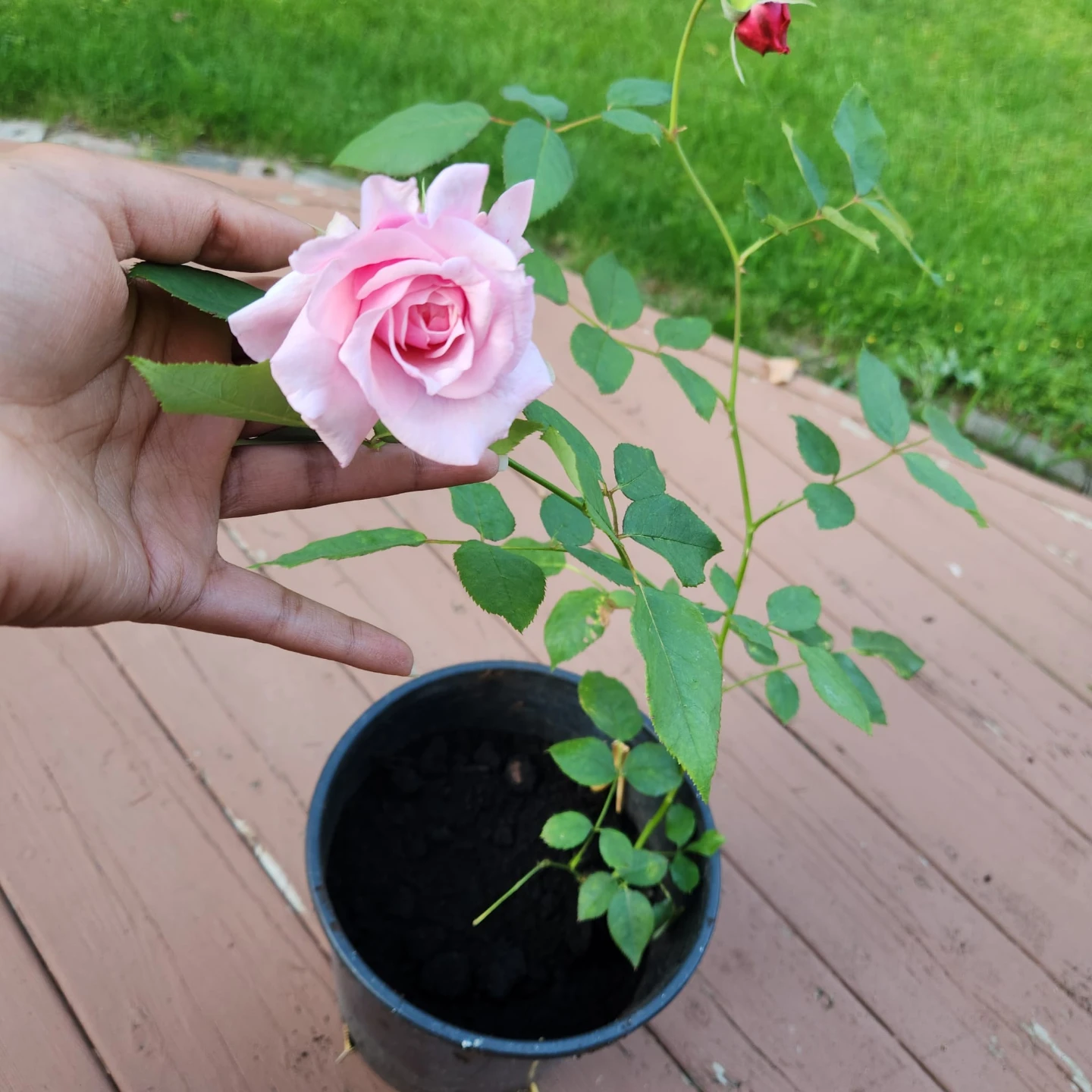 Kiss me Kate Pink Climbing Rose - photo 2