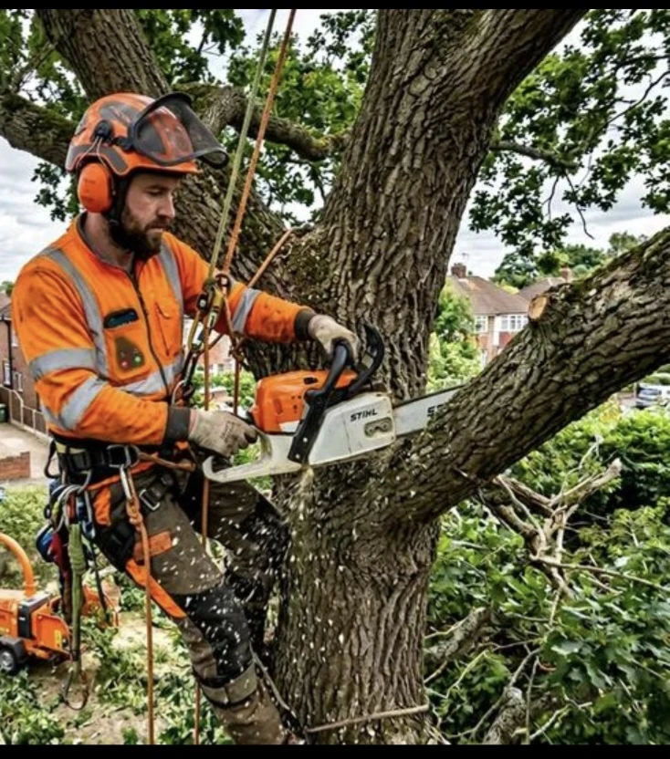 Tree Cutting and Hauling Services in Edmonton - photo 2