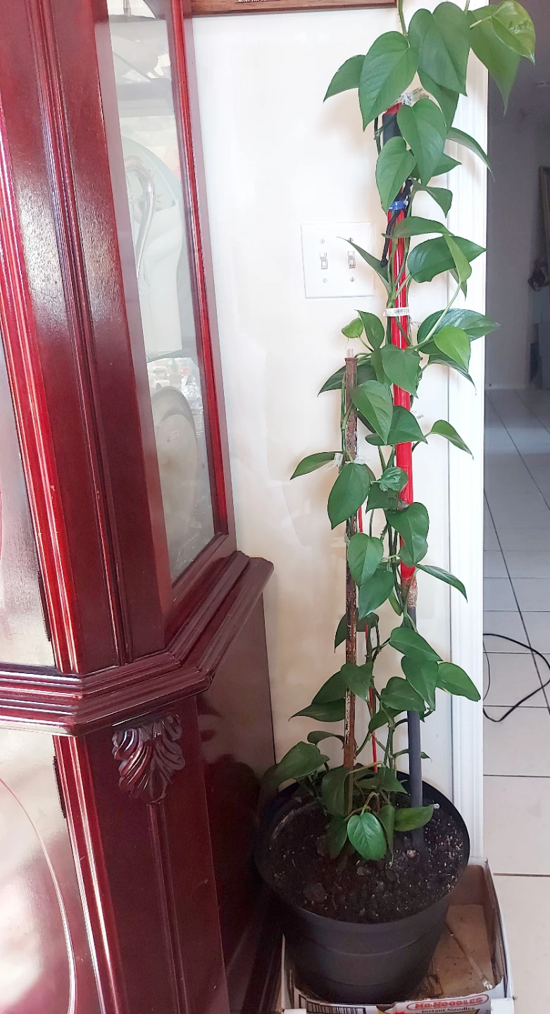 Healthy Pothos Houseplant with Support Poles