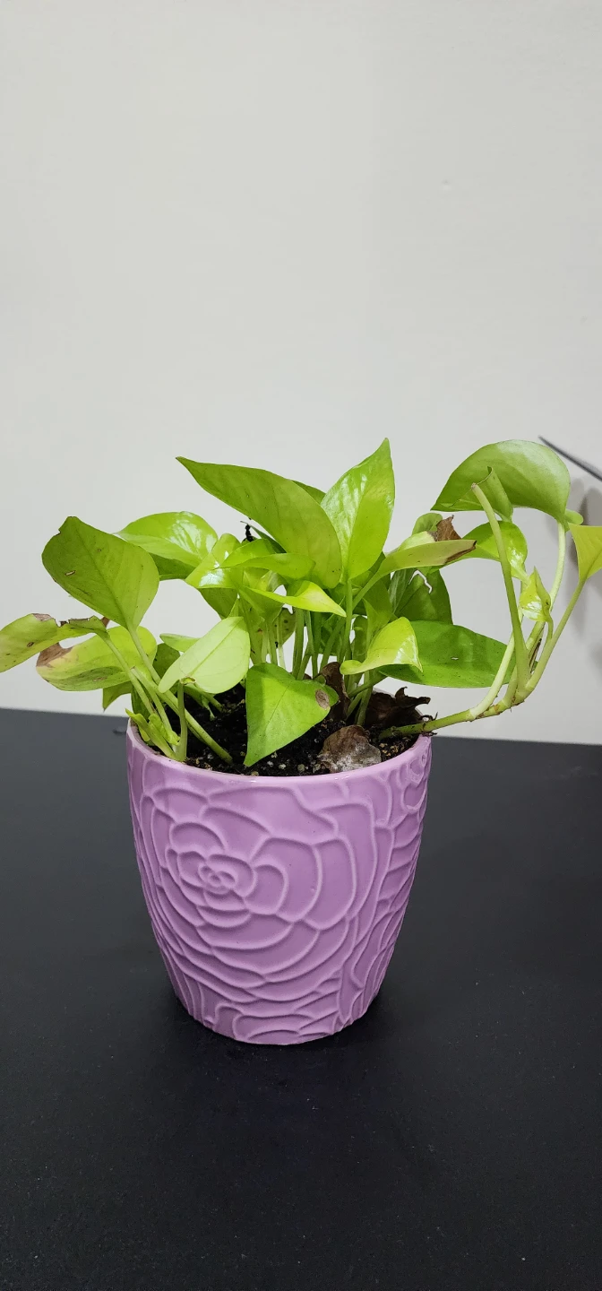 Neon Pothos