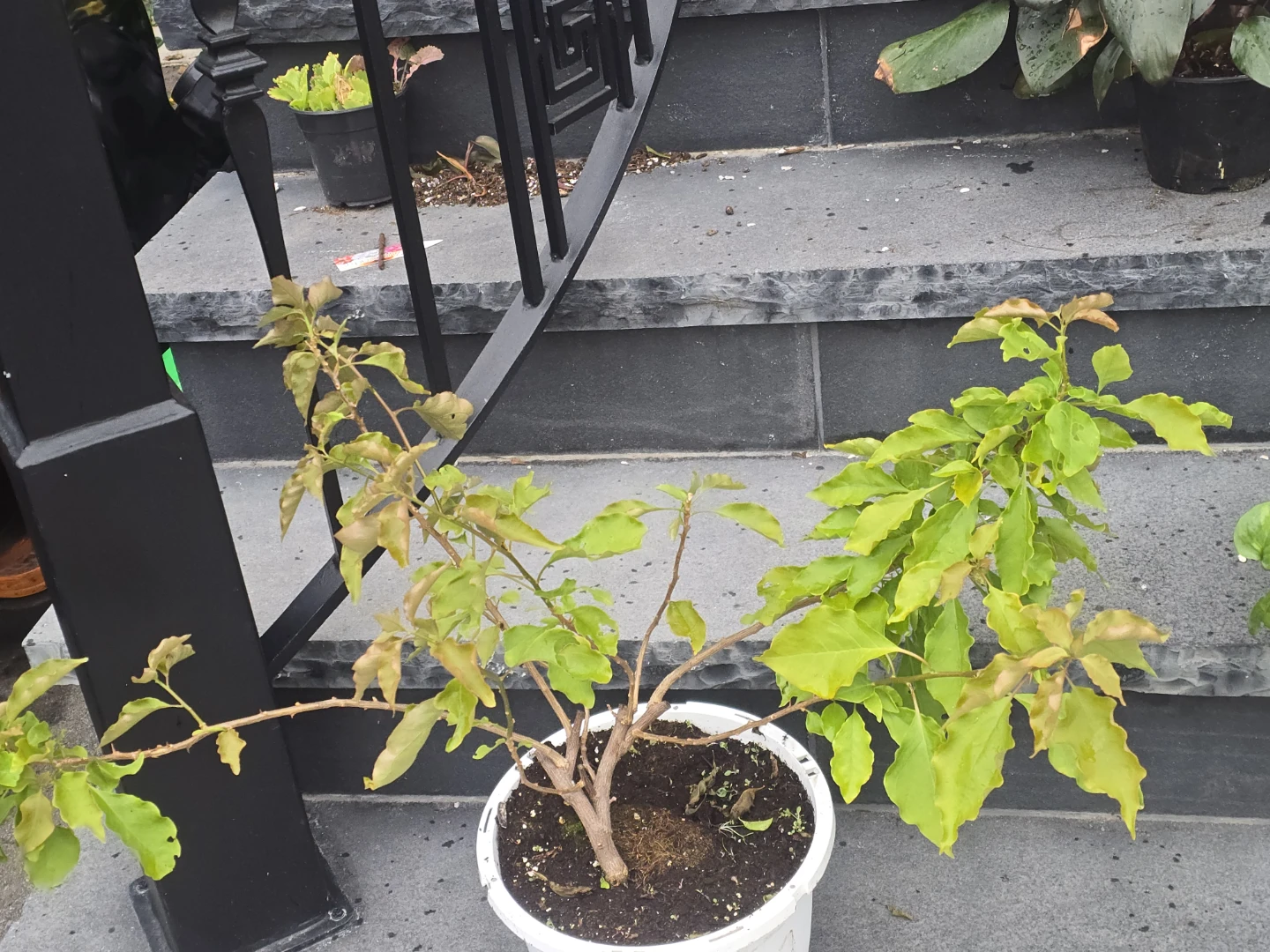 Potted Bougainvillea Plant orange flower - photo 2