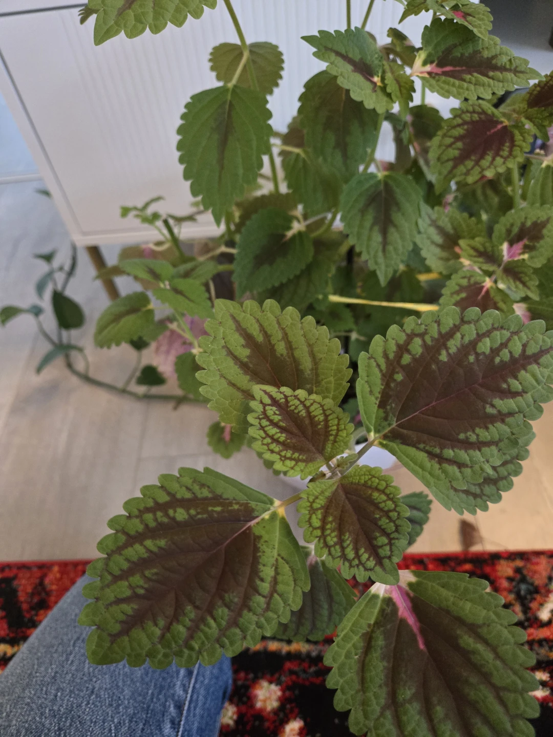 Golden Pothos and Coleus Cuttings