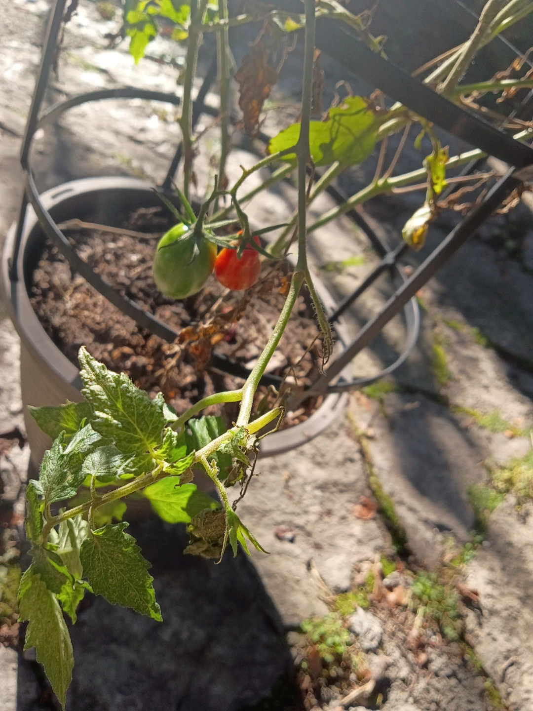 Potted Tomato Plant with Cage - photo 3