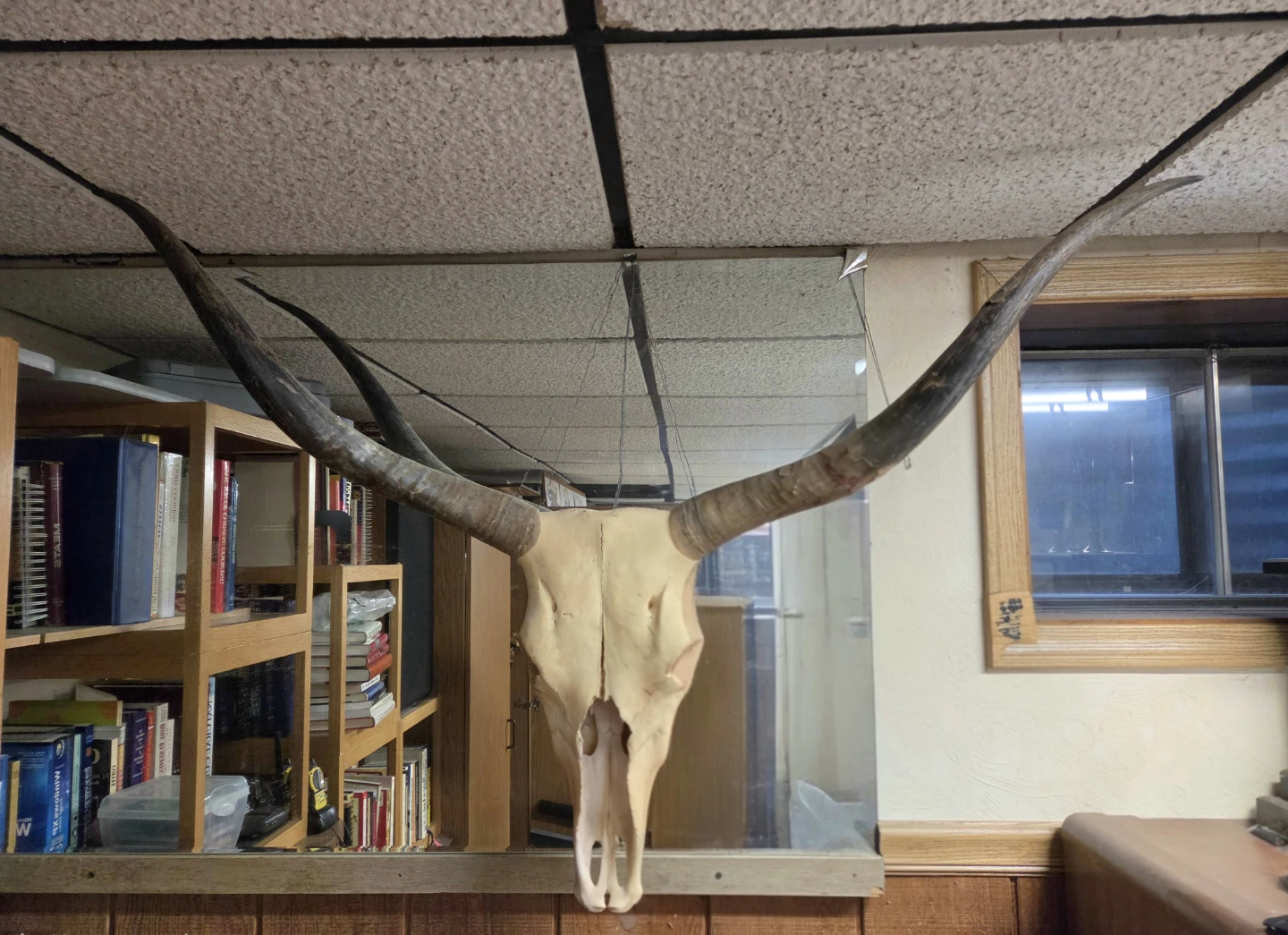 Texas Longhorn Cattle Skull - photo 2