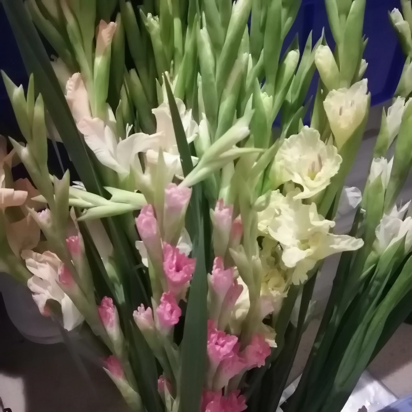 Fresh Gladiolus Flower Bouquet
