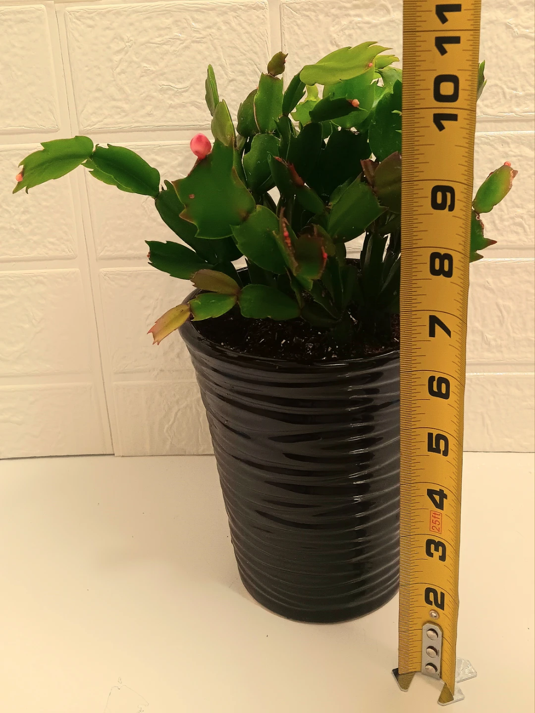 🪴Christmas Cactus Plant in a Decorative Pot🪴 - photo 2
