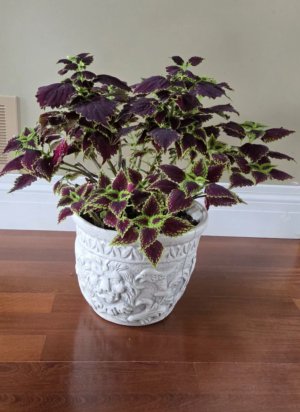 Coleus - photo 5