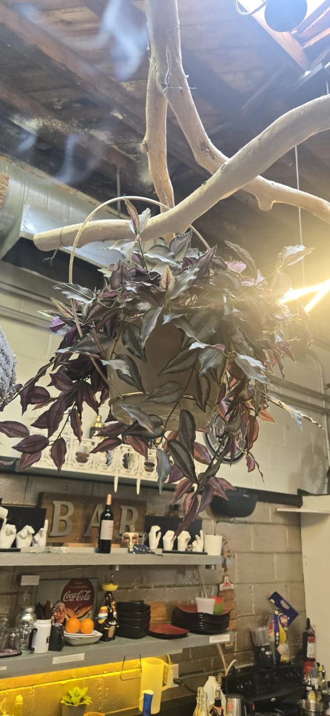 Hanging Tradescantia Zebrina Plant artificial - photo 2