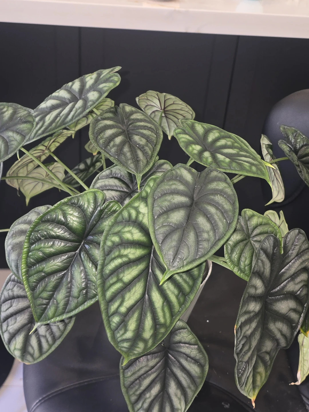 Alocasia dragon scale  multiple plant pot