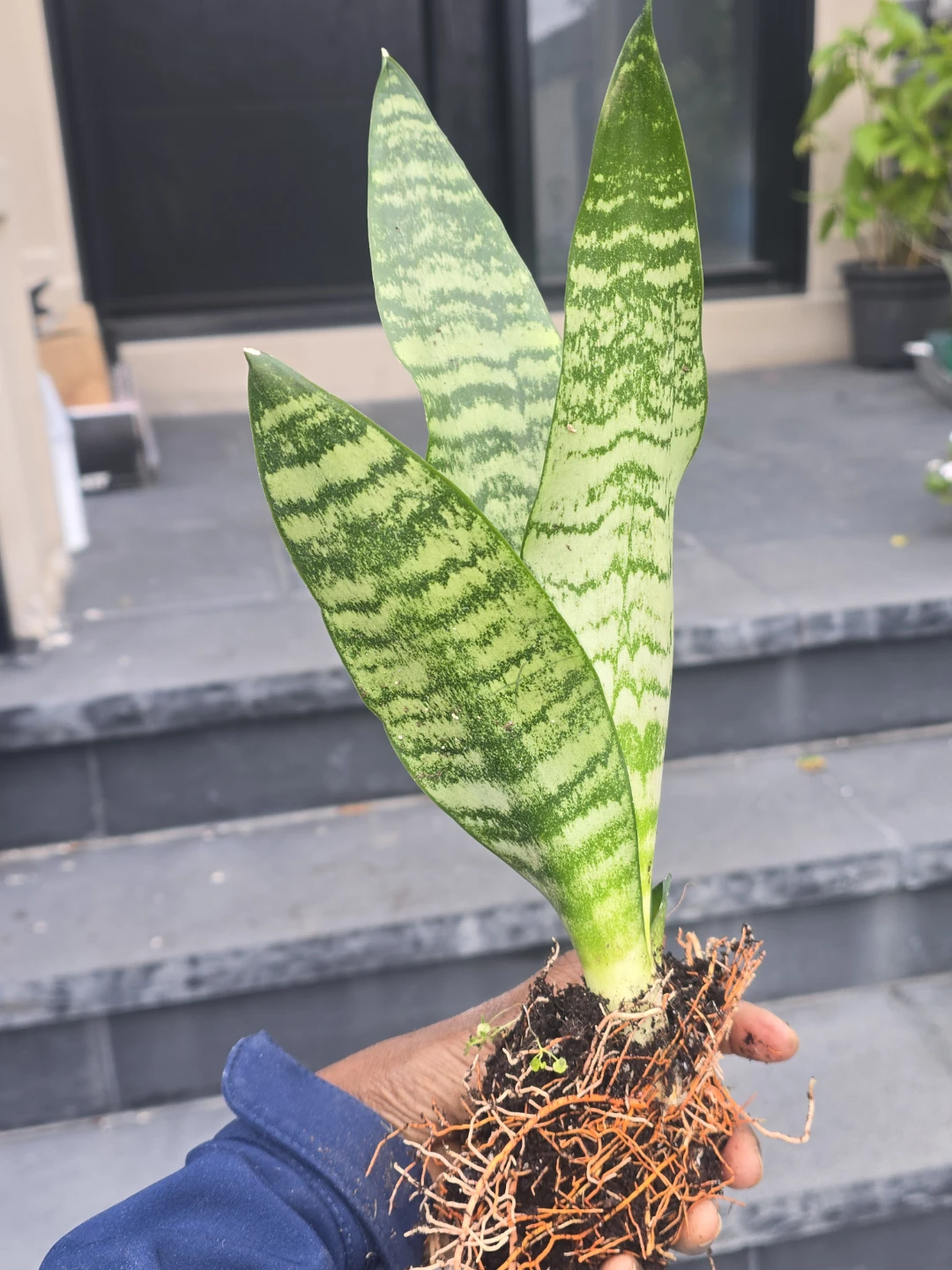 Snake Plant  come in 4"pot
