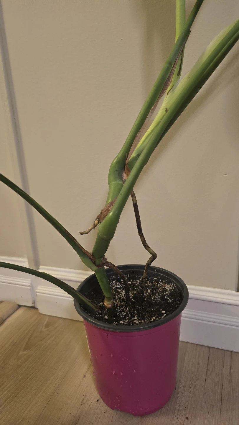 Healthy Monstera Deliciosa - Great Root System! - photo 4