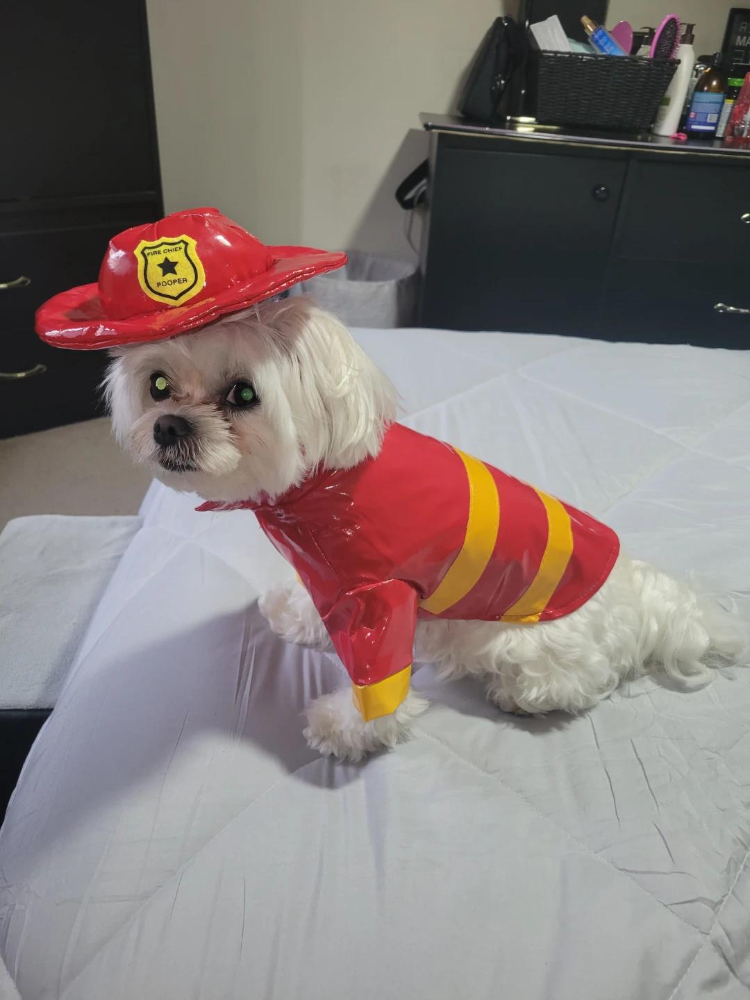 Pet Costume