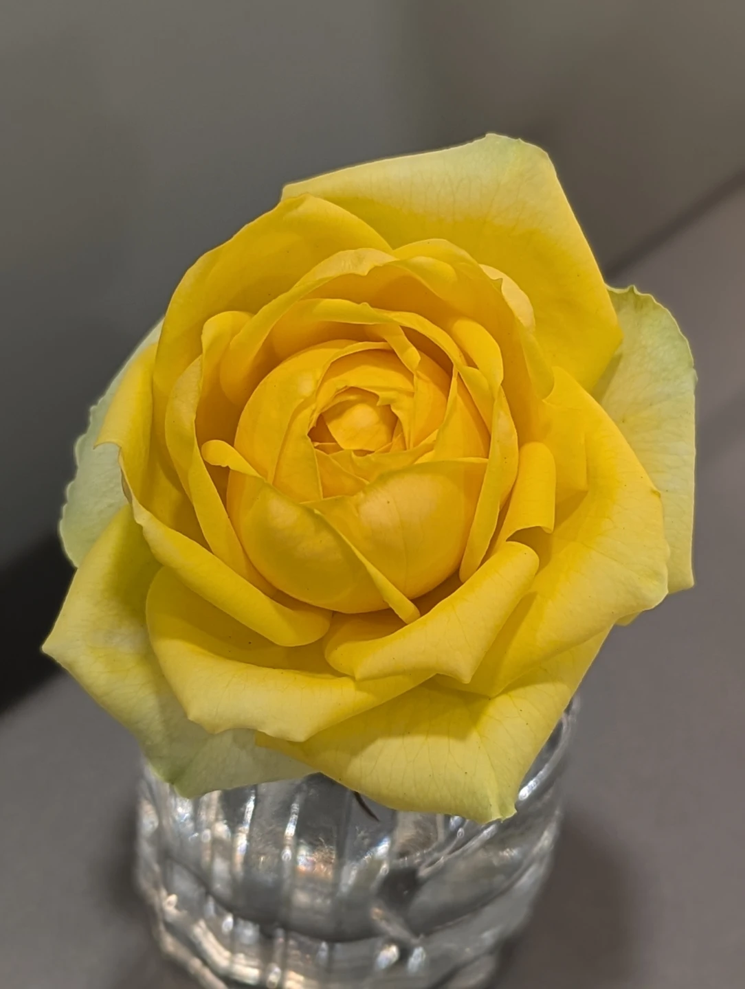 Yellow Rose Plant