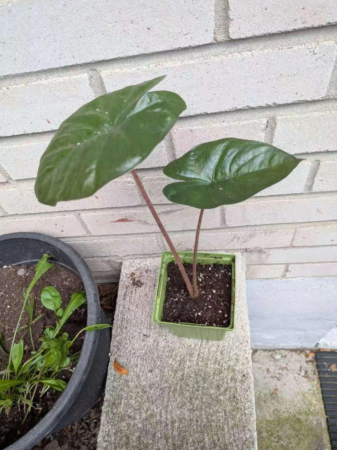 Alocasia plant
