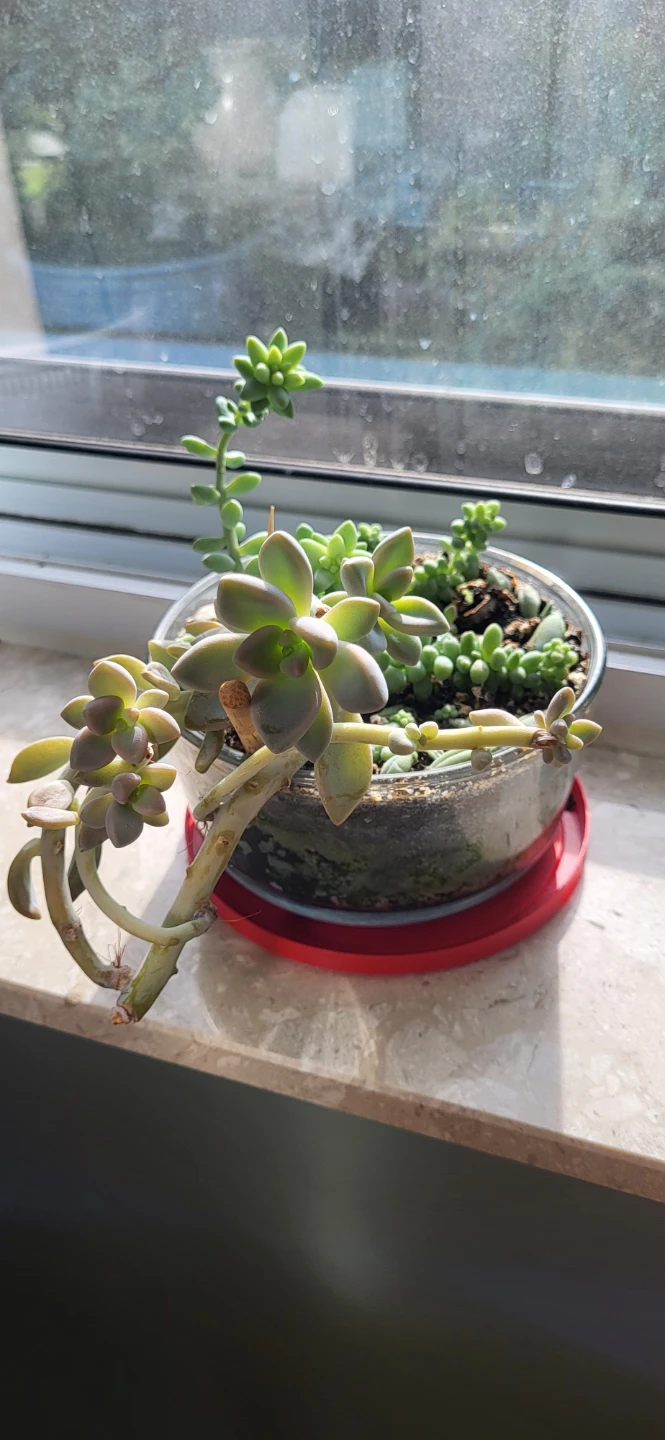 Two types of succulent in a glass container