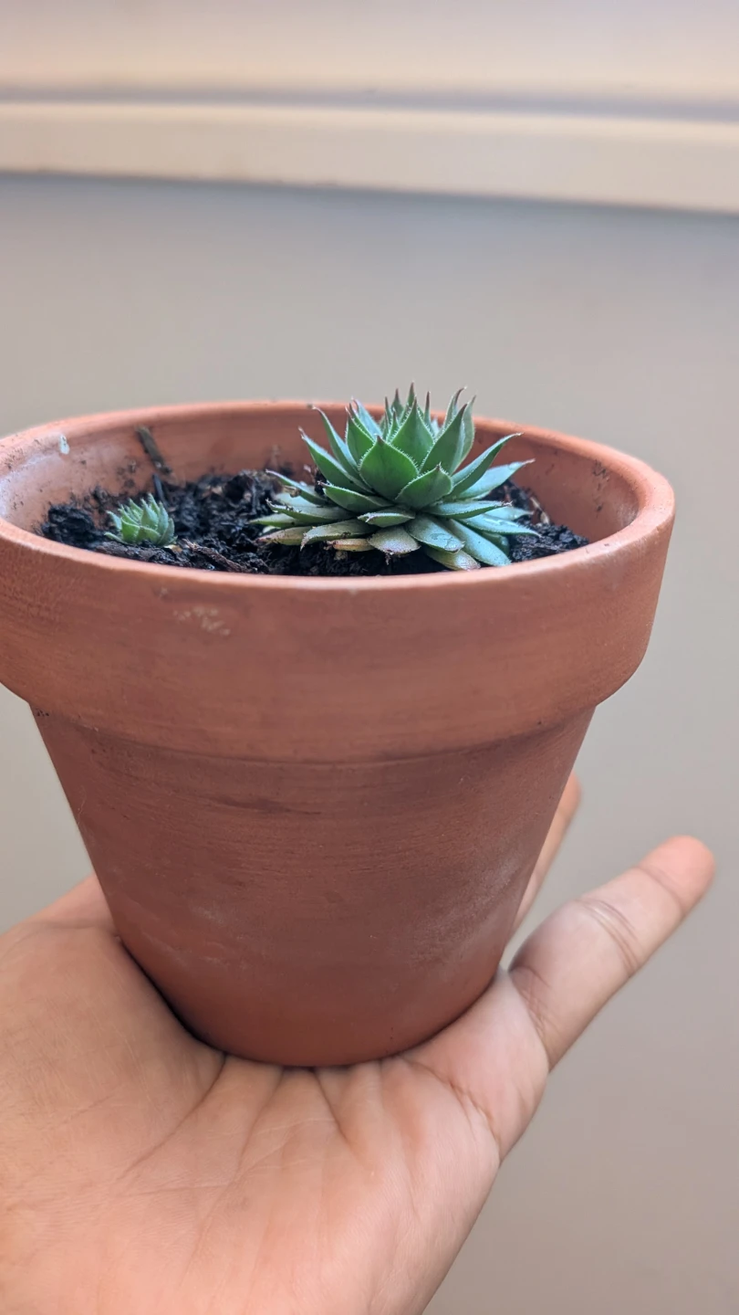 Hen and chicks in terra cotta pot - photo 3