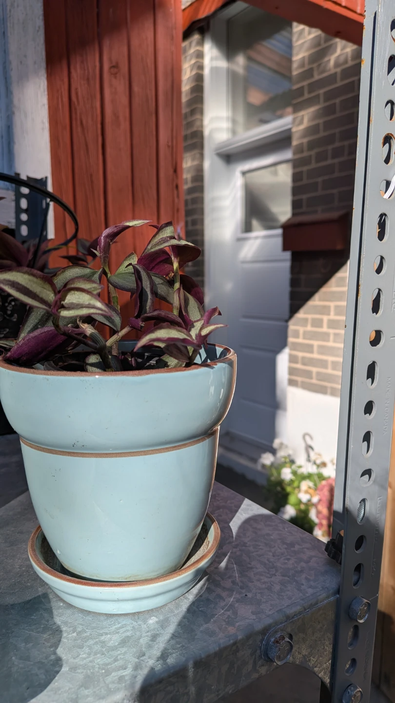 Wandering Jew Tradescantia Zebrina
