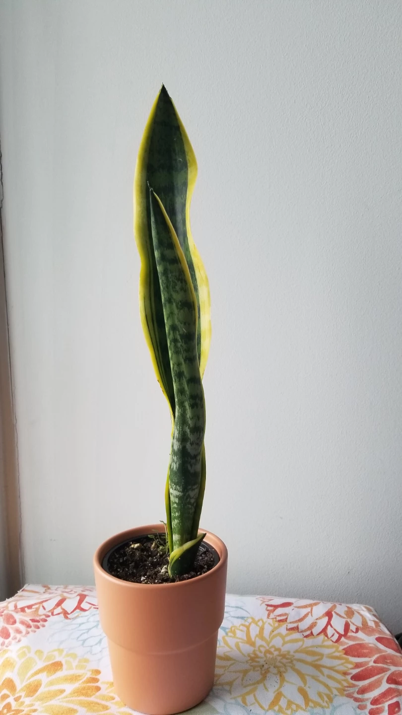 SnakePlant+Terracotta type Pot.-FIRM PRICE/READ DESCRIPTION - photo 3