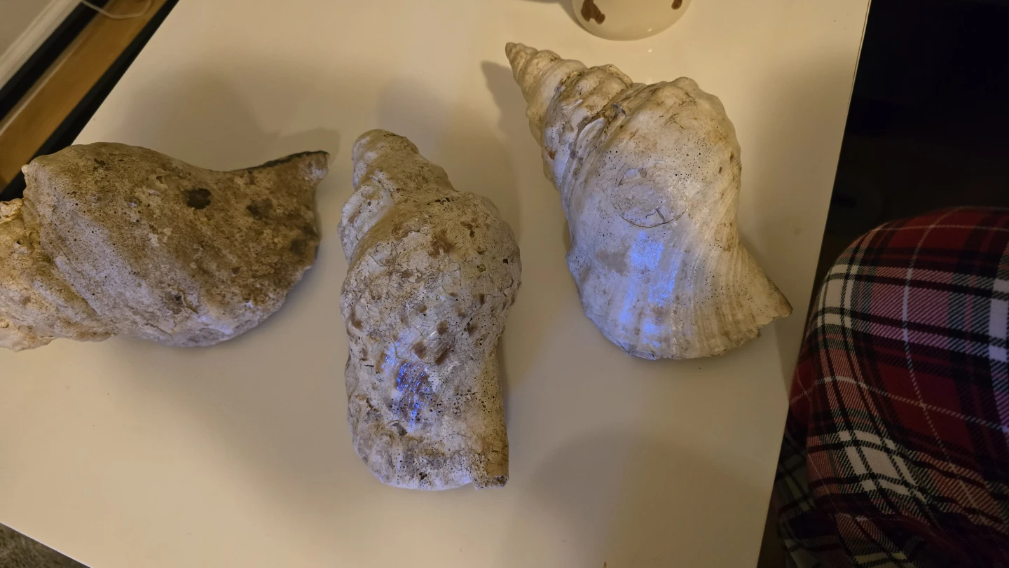 Set of 3 decorative natural real seashells - photo 2
