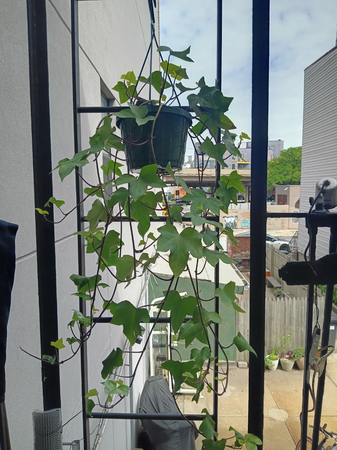 Boston Ivy in hanging basket