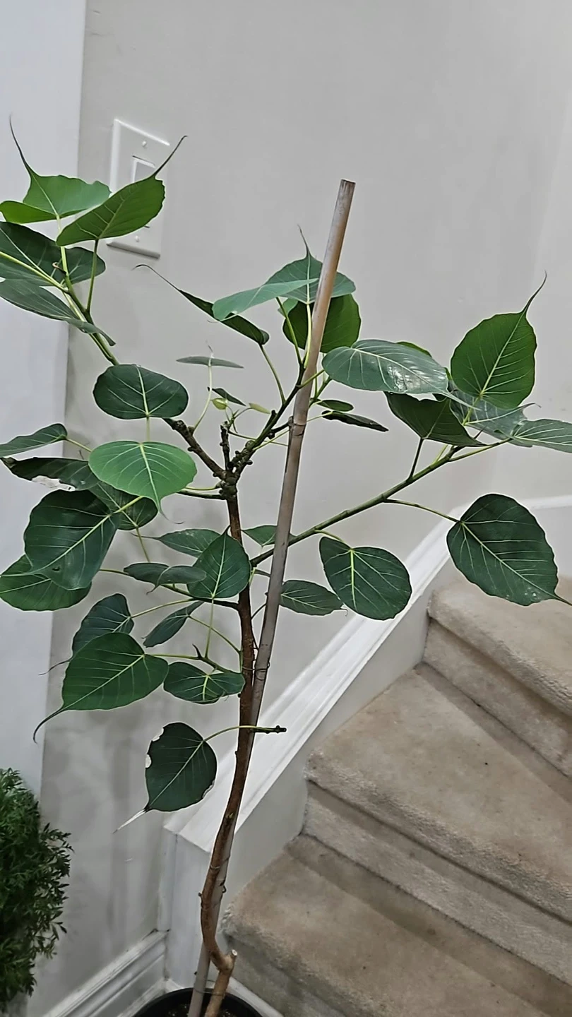 Ficus Religiosa Sacred Fig Tree