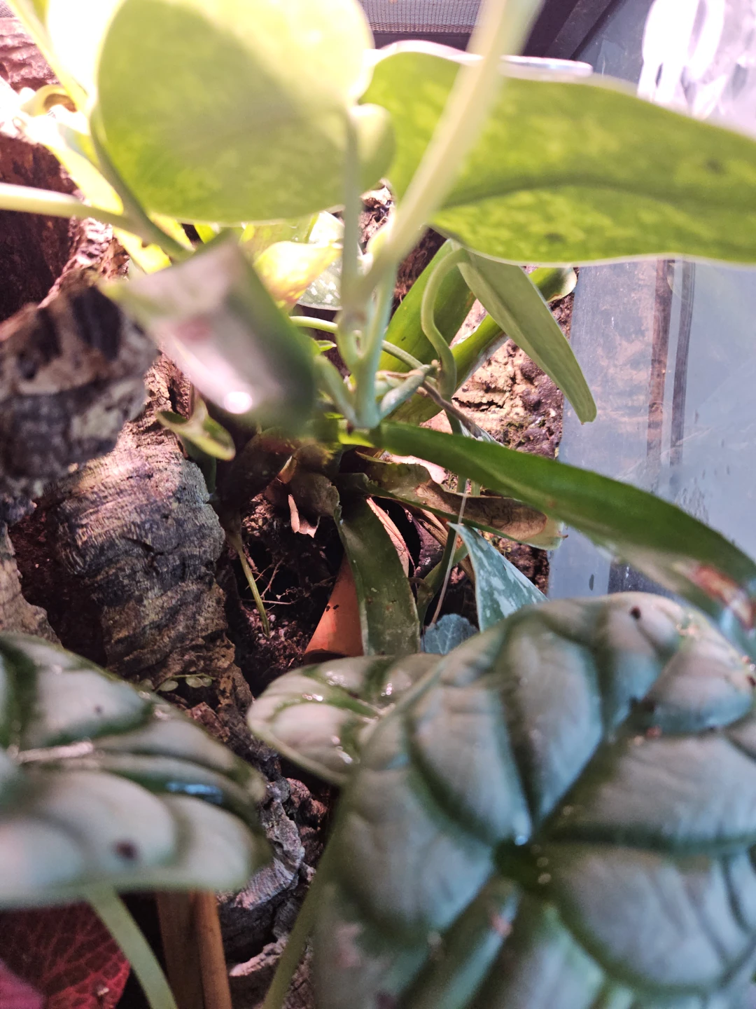 Bioactive Planted Terrarium 12×12×24 - photo 3