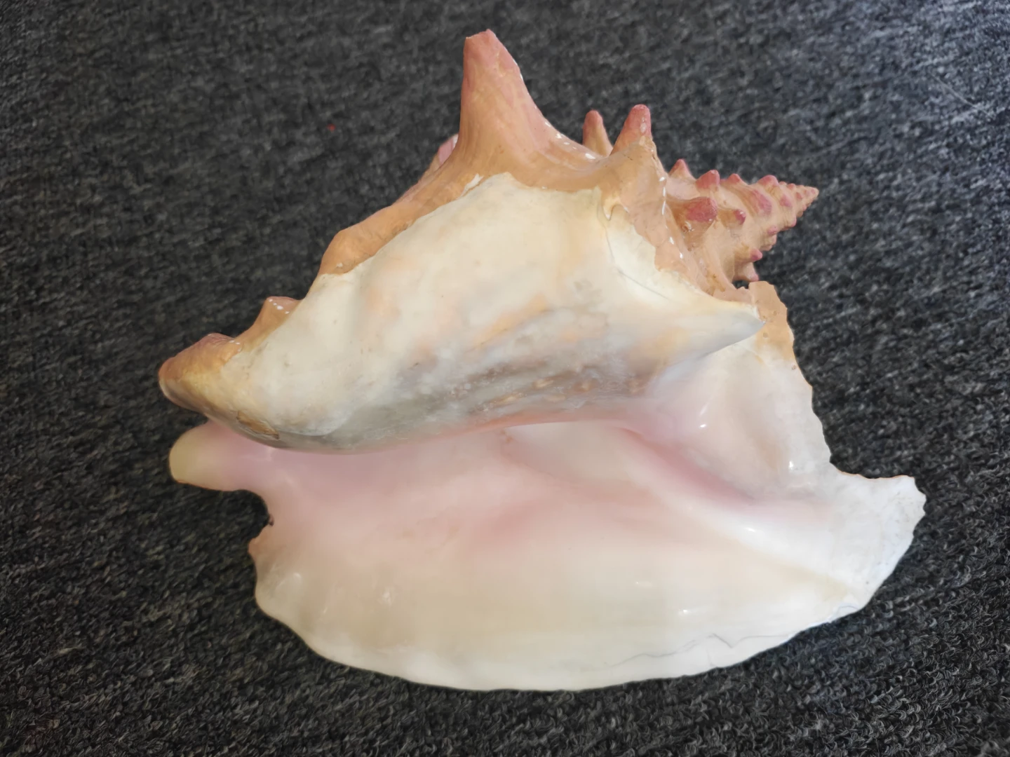 Large Decorative Seashell - Painted - photo 3