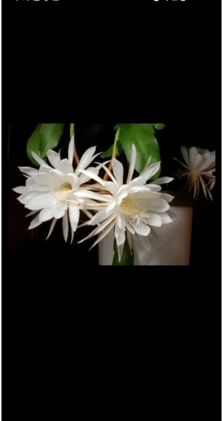 Queen of the Night and Epiphyllum hybrid