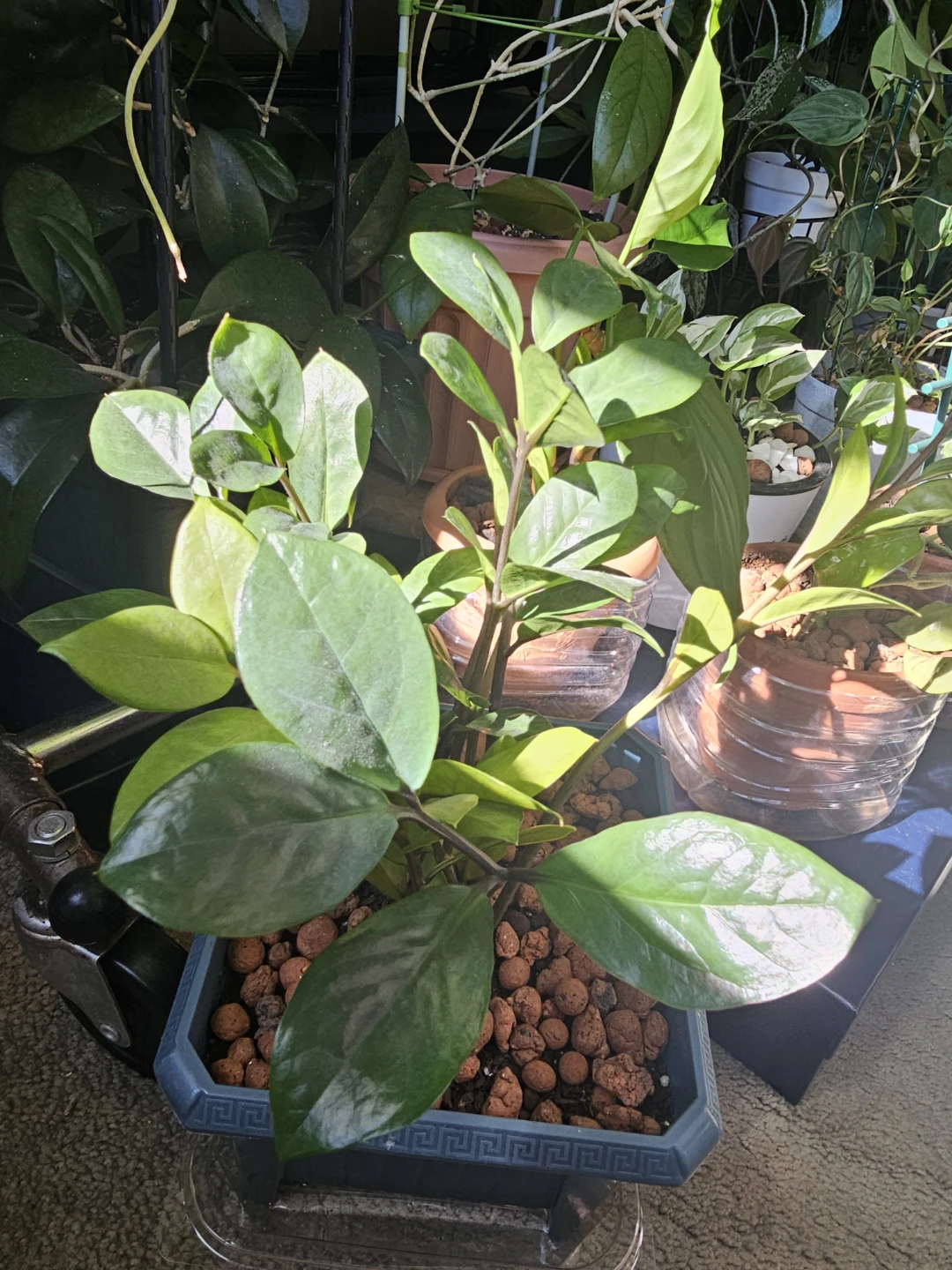 ZZ Plant in Square Pot