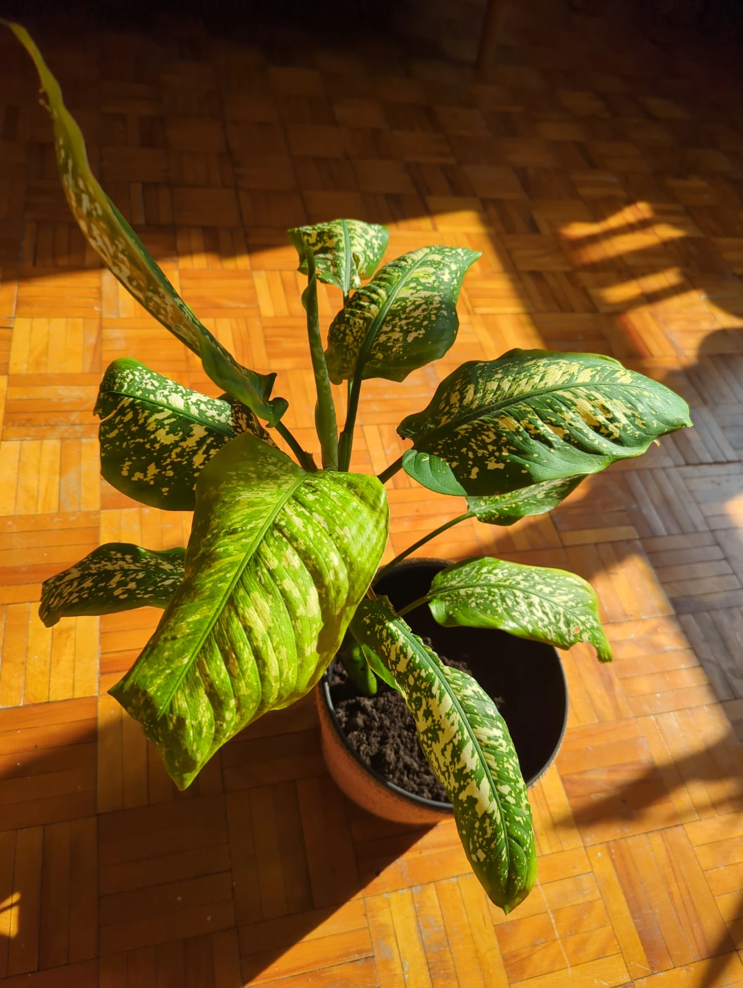 Dieffenbachia Plant