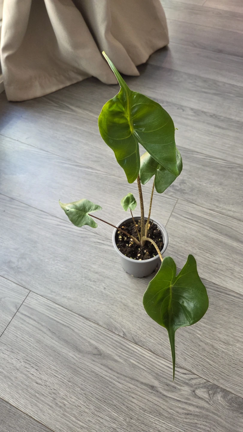 Alocasia Stingray - photo 2