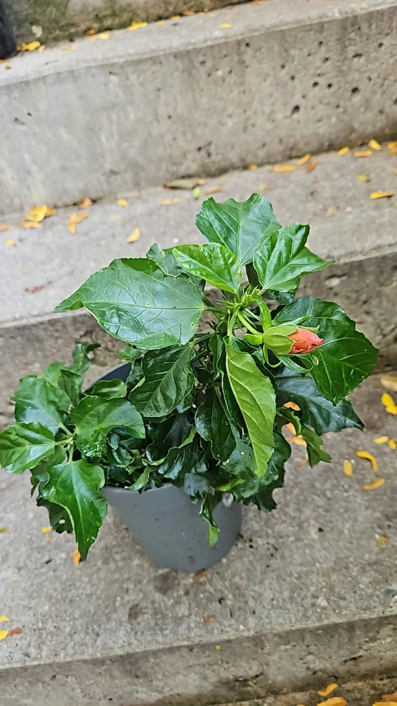 Hibiscus Plant in 6" Pot