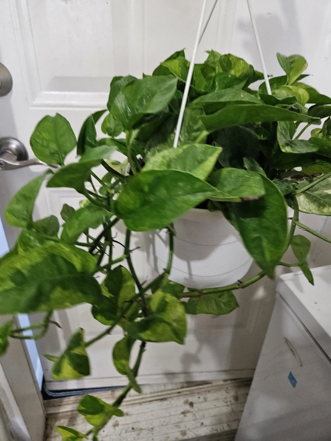 Lemon meringue Pothos Hanging Plant