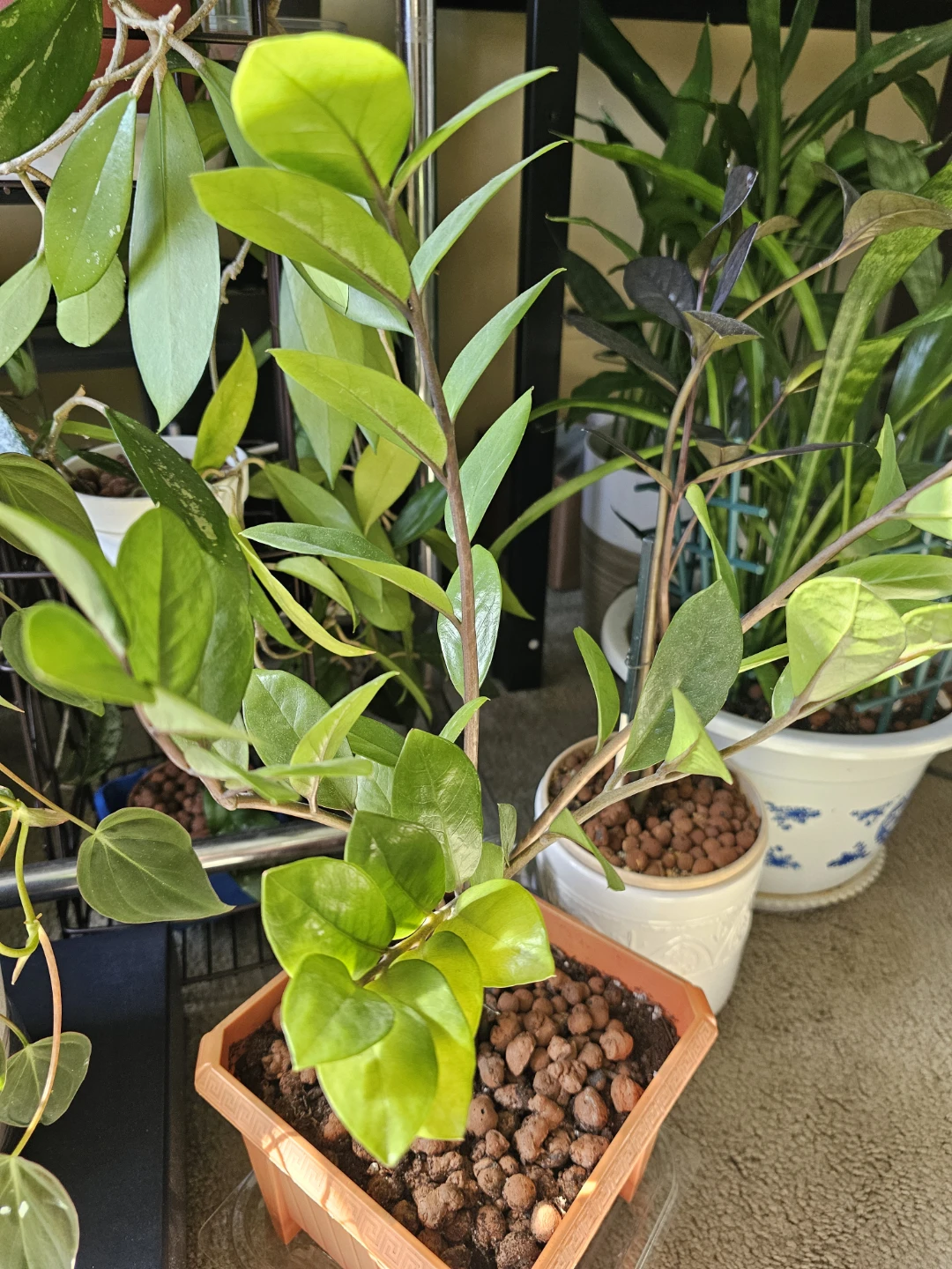 ZZ Plant in Square Pot