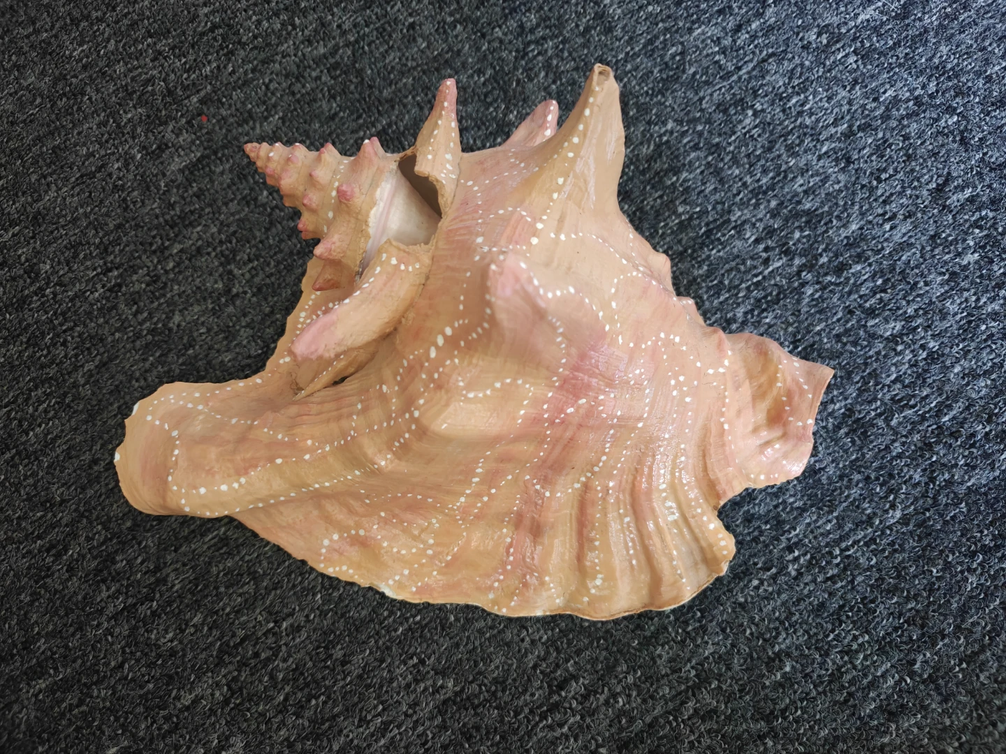 Large Decorative Seashell - Painted