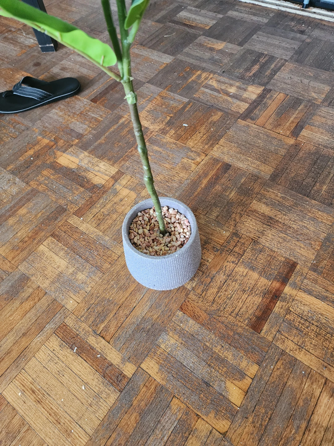 Artificial Fiddle Leaf Fig Plant in Grey Pot - photo 3