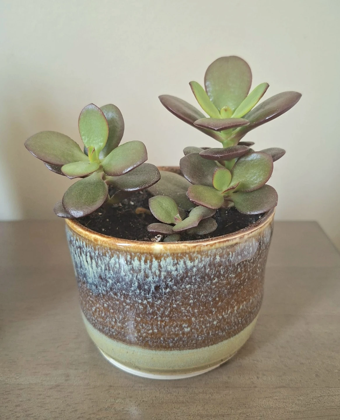 Jade Succulent Plants in Ceramic Pots $5 Each - photo 5