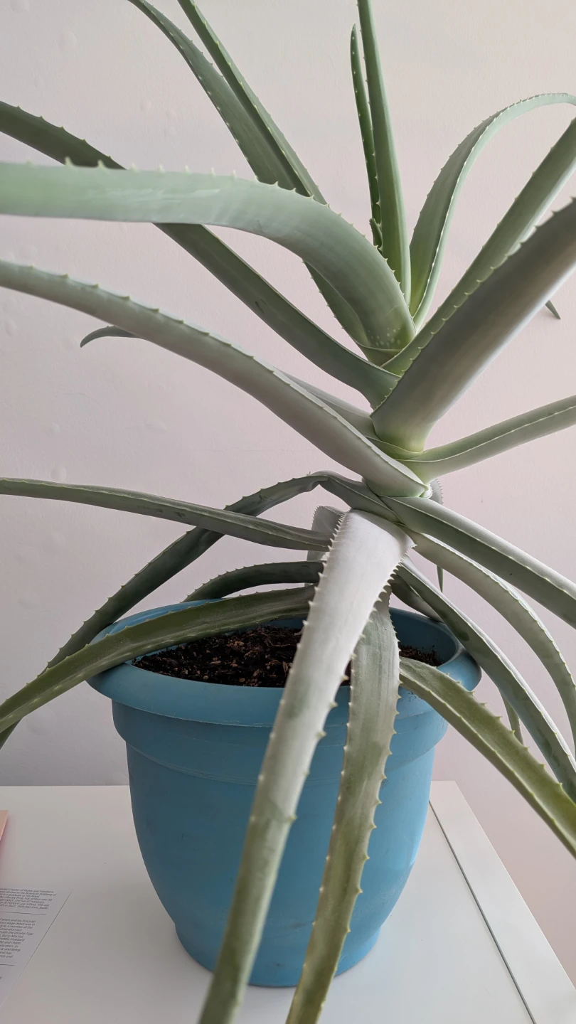 Large Healthy Aloe Vera Plant in Blue Pot - photo 4