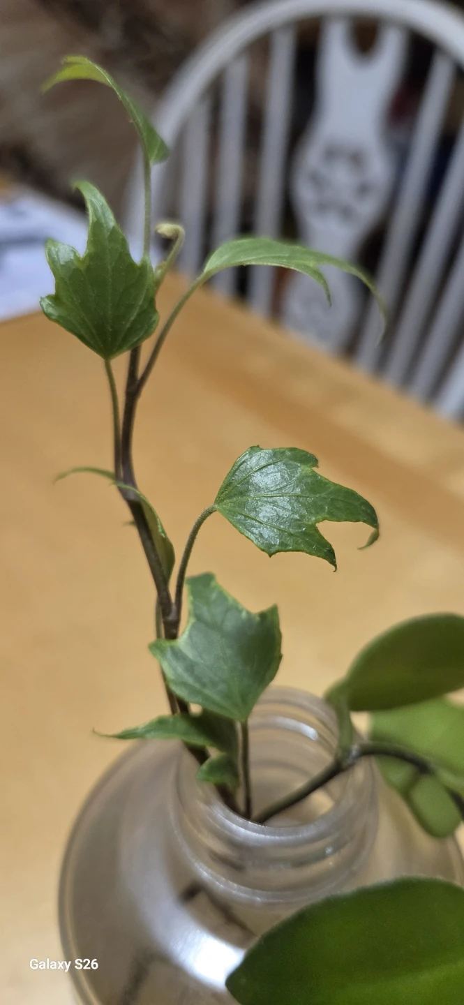 FREE : Rooted English Ivy plant