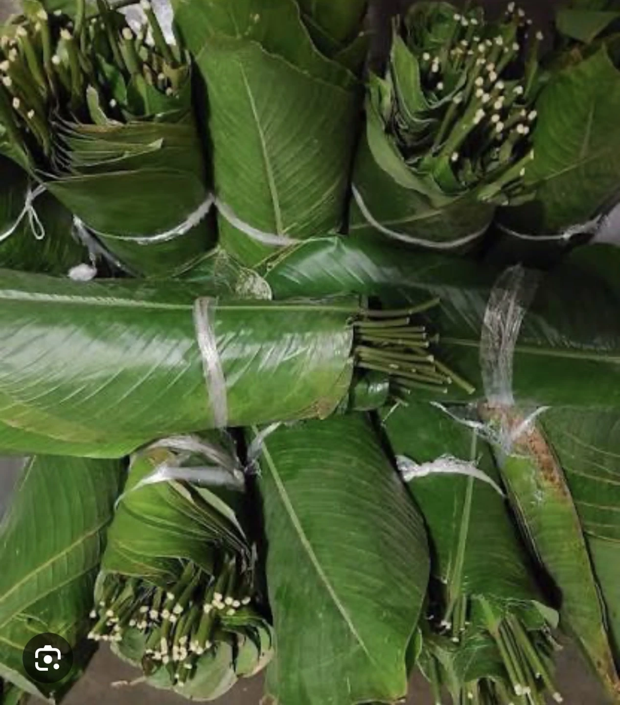 Fresh mio mio leaf - photo 3