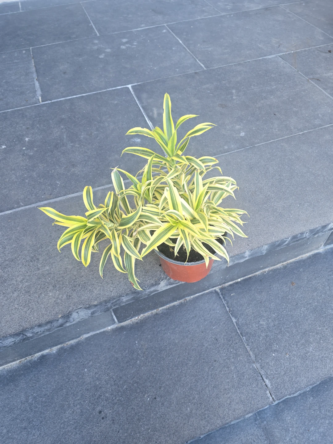 Dracaena song of India - photo 5