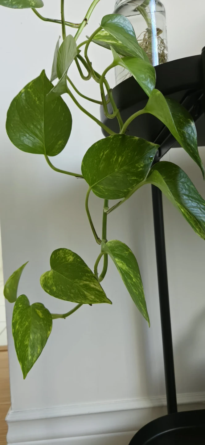 Trailing Pothos in Glass Jar🌿🌿 - photo 4