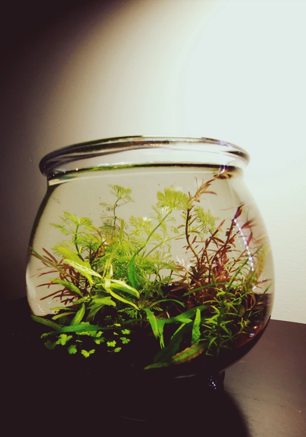 Walstad nano bowl