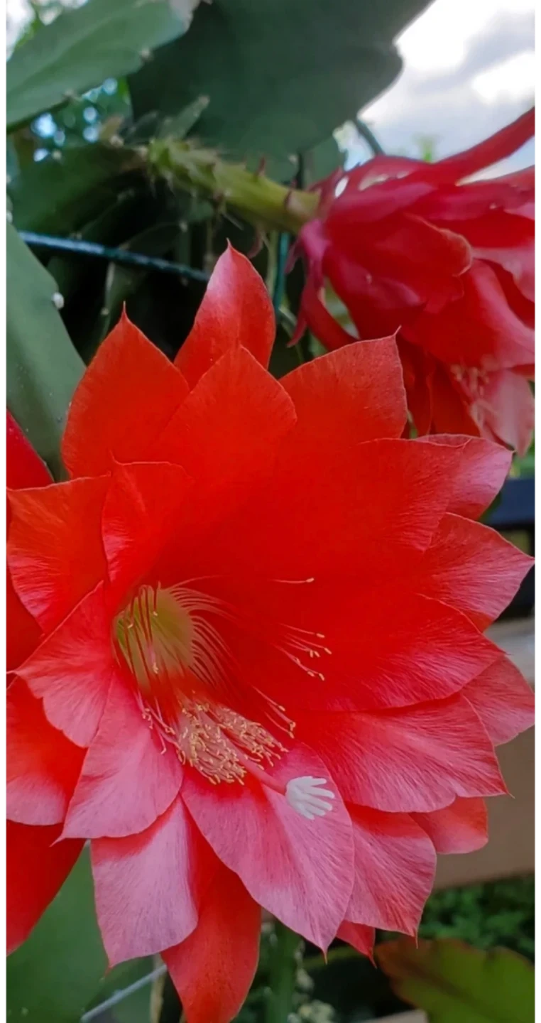 Queen of the Night and Epiphyllum hybrid - photo 5
