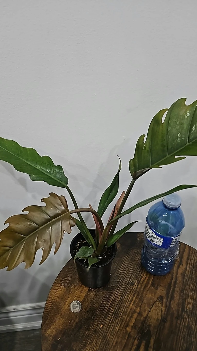 Philodendron caramel plant  in 4" pot