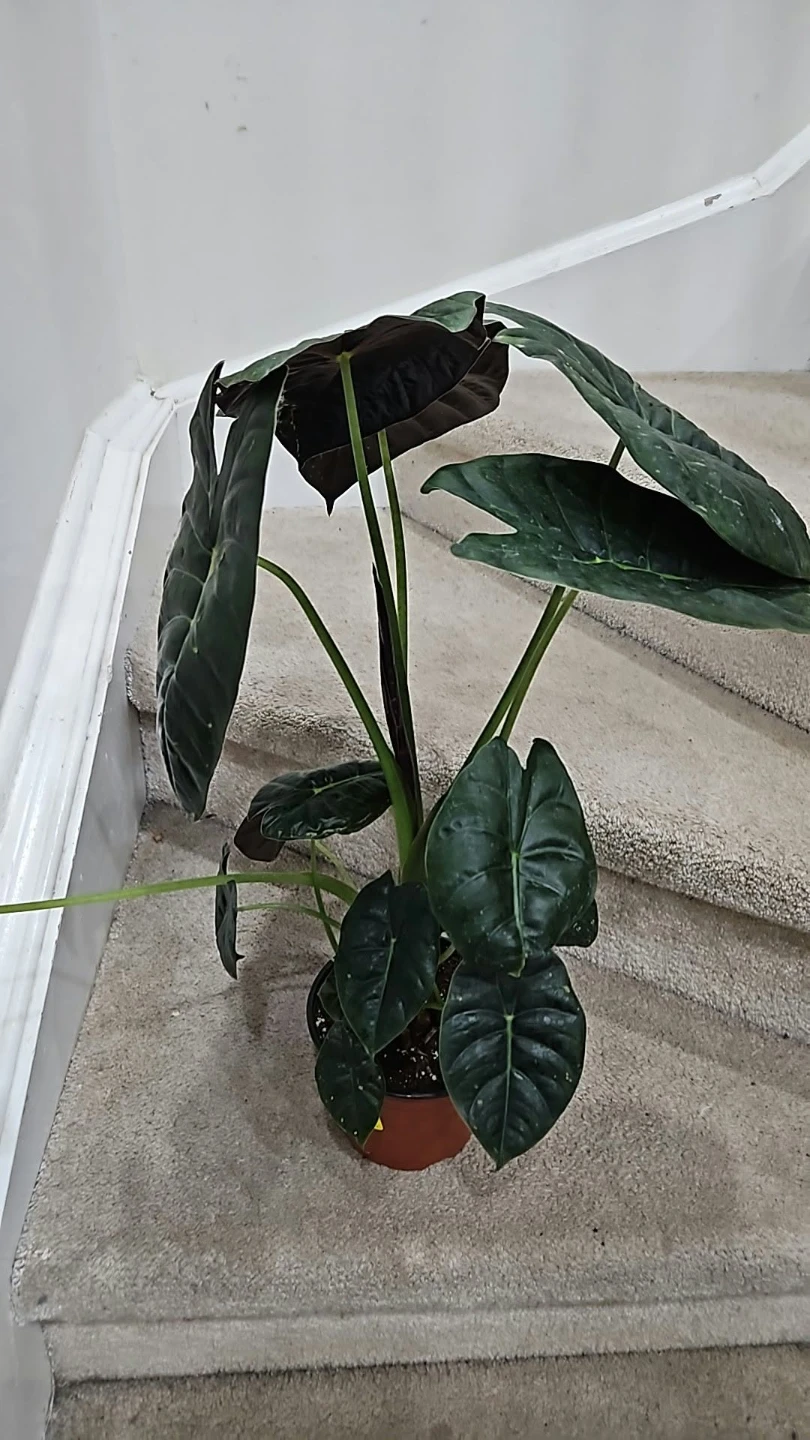 Alocasia in 6" pot - photo 2