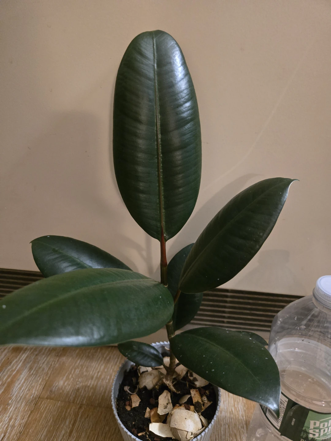 Rubber plant in gray pot