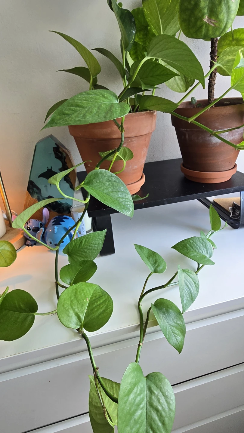 Pothos plant in terracotta pot
